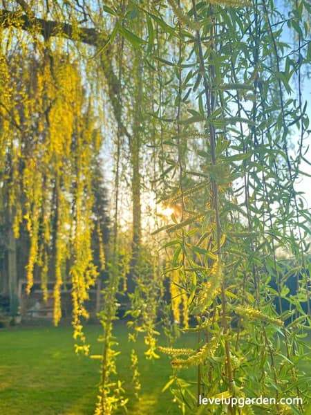 Weeping Willow (Salix babylonica) Information