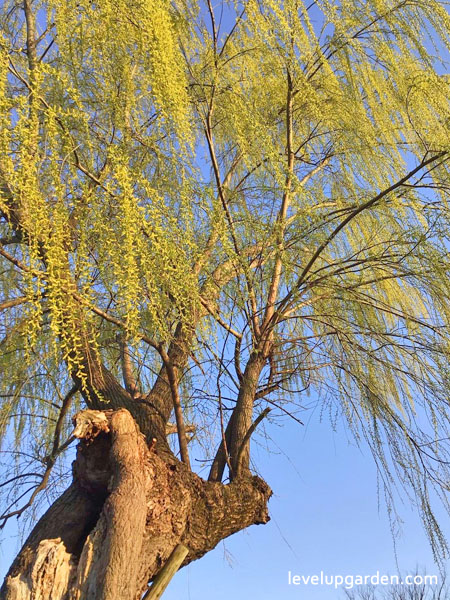 Weeping Willow (Salix babylonica) Information