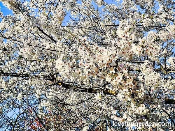 White Dogwood (Cornus florida) Information