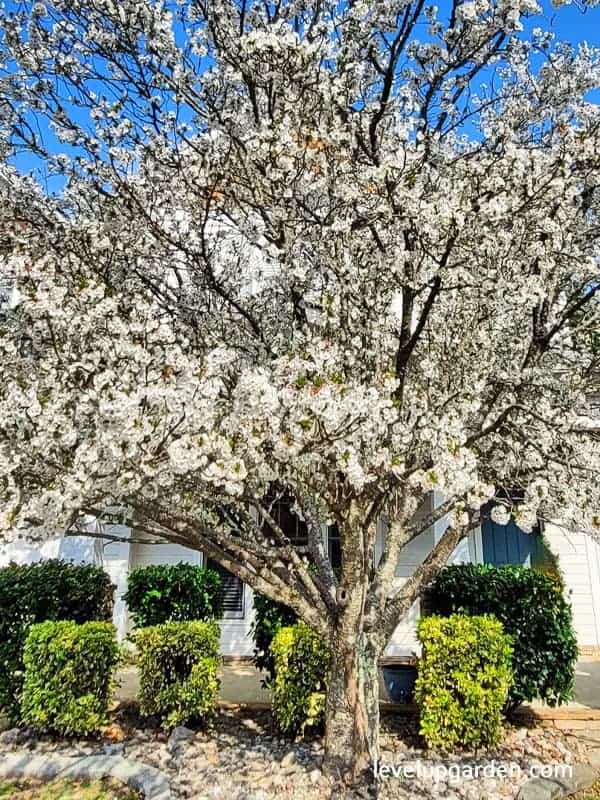 White Dogwood (Cornus florida) Information