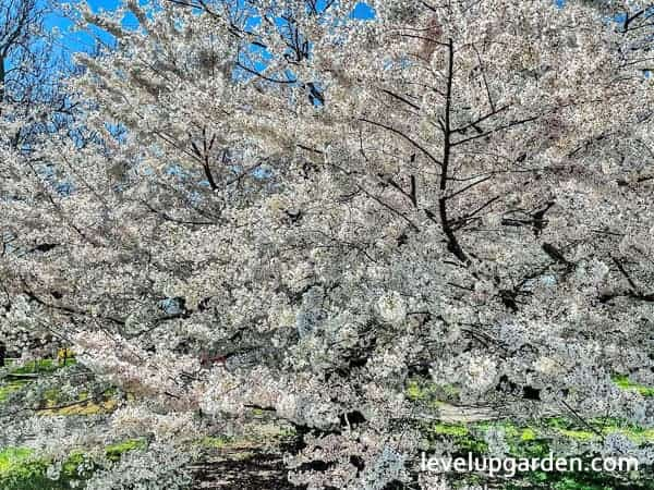 White Dogwood (Cornus florida) Information