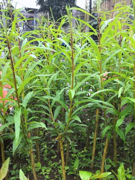 Willow Hybrid Tree (Salix x matsudana x alba)