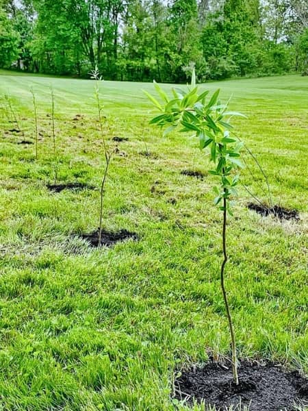 Willow Hybrid Tree (Salix x matsudana x alba) - Level Up Garden