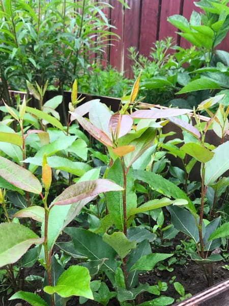 Willow Hybrid Tree (Salix x matsudana x alba)