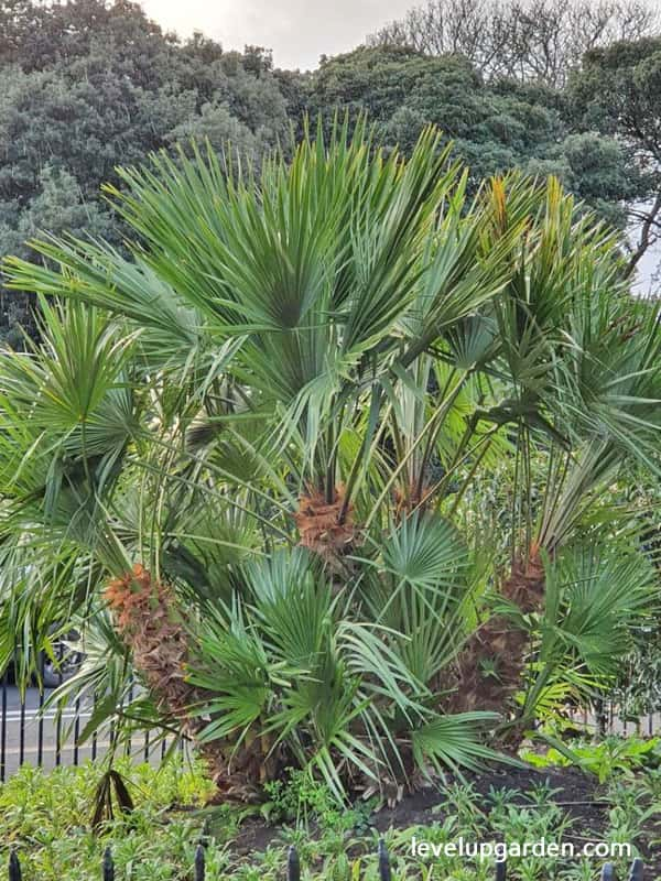 Windmill Palm Tree (Trachycarpus fortunei)