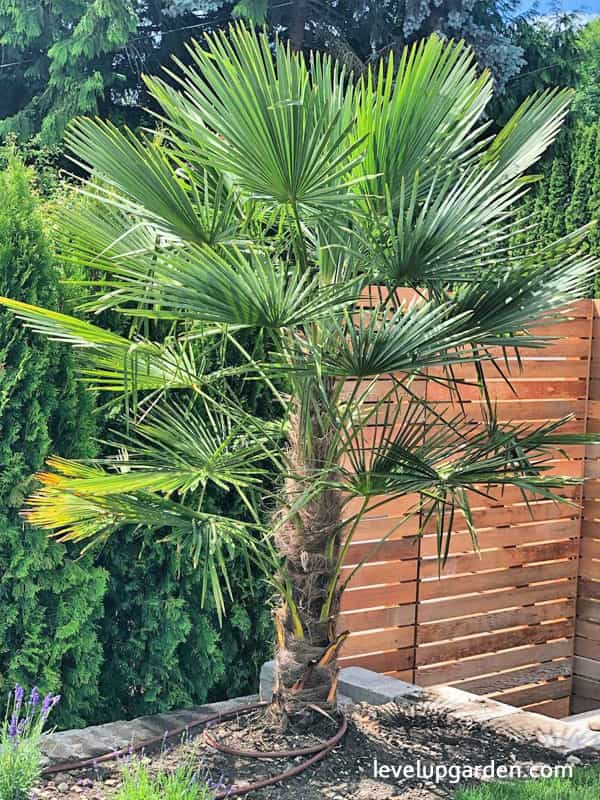 Windmill Palm Tree (Trachycarpus fortunei)