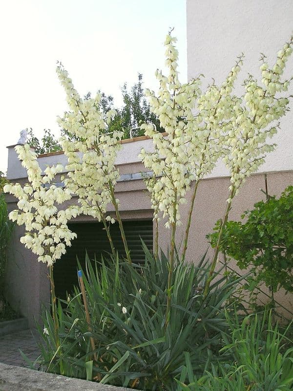 Adam's Needle Yucca (Yucca filamentosa)