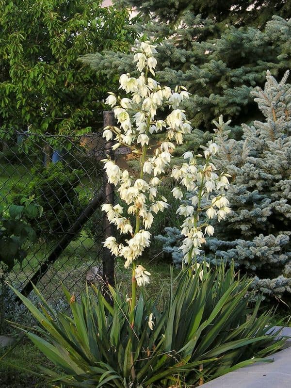 Adam's Needle Yucca (Yucca filamentosa)