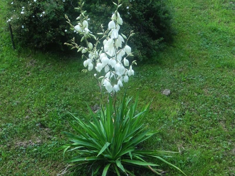 Adam's Needle Yucca (Yucca filamentosa)