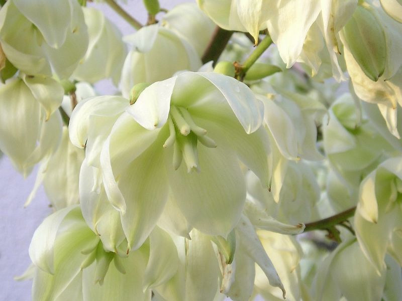 Adam's Needle Yucca (Yucca filamentosa)