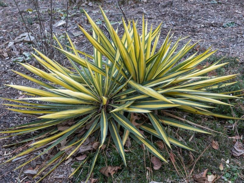 Adam's Needle Yucca (Yucca filamentosa)