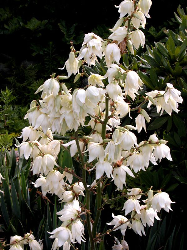 Adam's Needle Yucca (Yucca filamentosa)