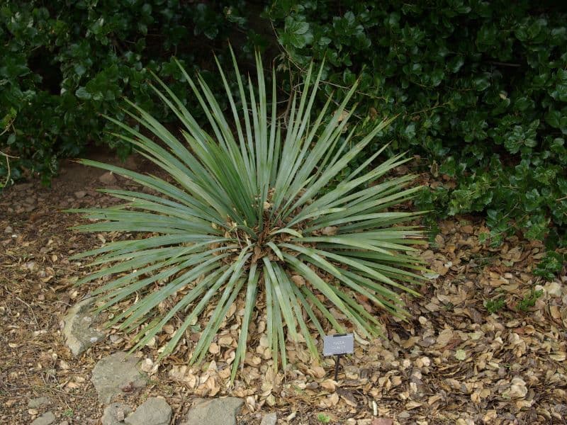 Soapweed Yucca (Yucca glauca)