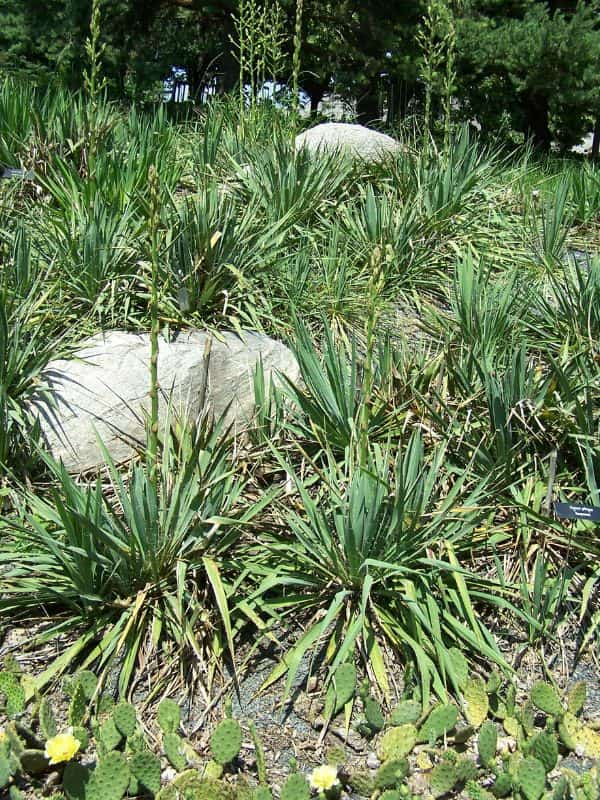 Soapweed Yucca (Yucca glauca)