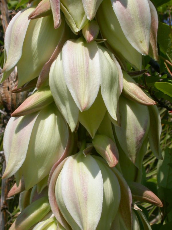 Soapweed Yucca (Yucca glauca)