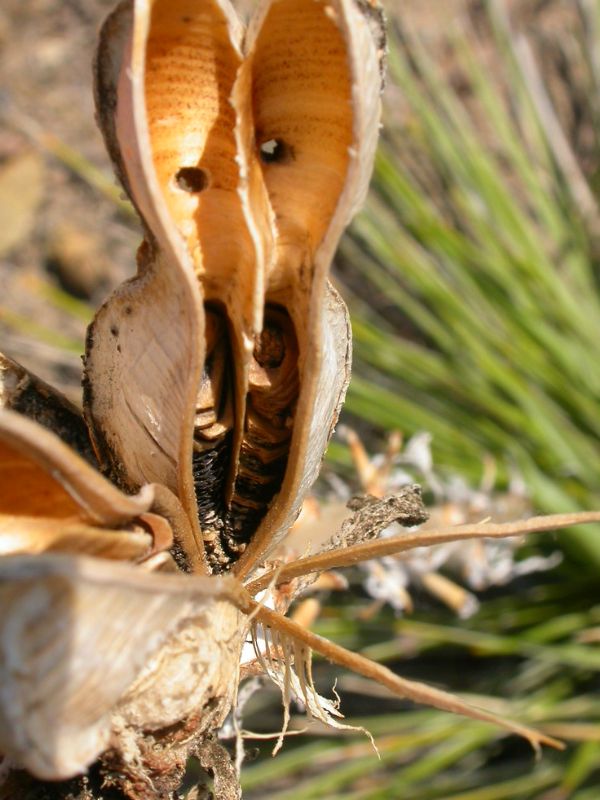 Soapweed Yucca (Yucca glauca)