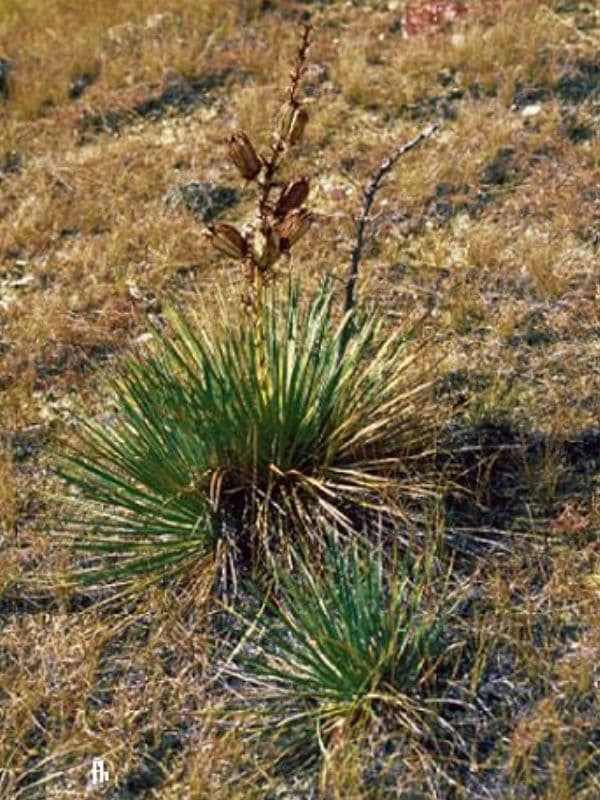 Soapweed Yucca (Yucca glauca)