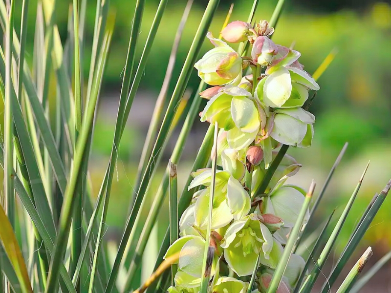 Soapweed Yucca (Yucca glauca)