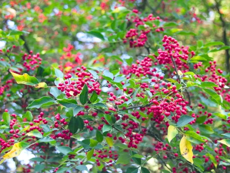 Szechuan Pepper (Zanthoxylum simulans)