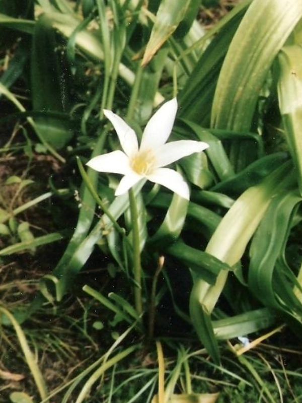 Atamasco Lily (Zephyranthes atamasco)