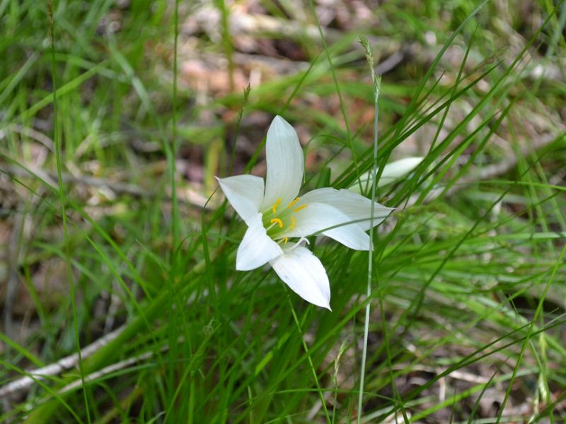 Atamasco Lily (Zephyranthes atamasco)