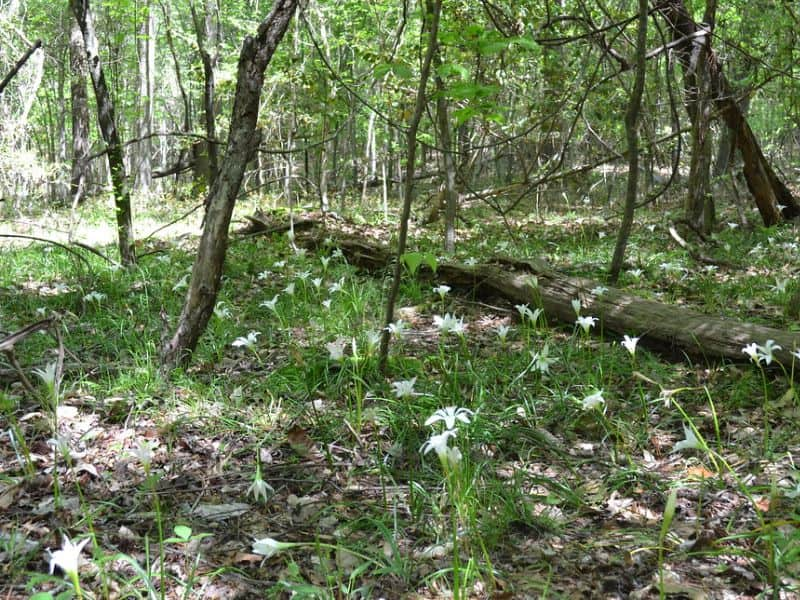 Atamasco Lily (Zephyranthes atamasco)