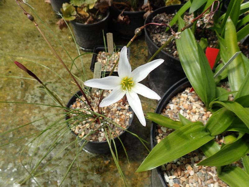 Atamasco Lily (Zephyranthes atamasco)