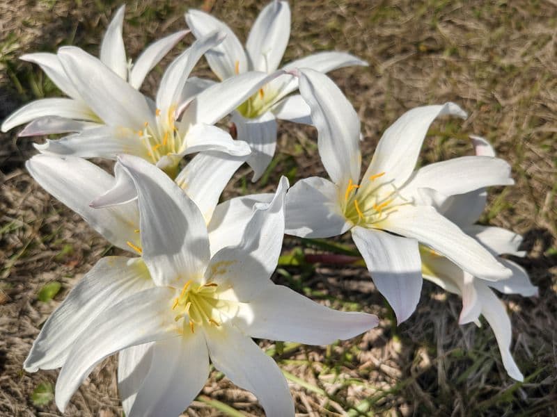 Atamasco Lily (Zephyranthes atamasco)