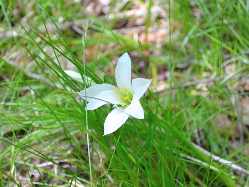 Atamasco Lily (Zephyranthes atamasco)