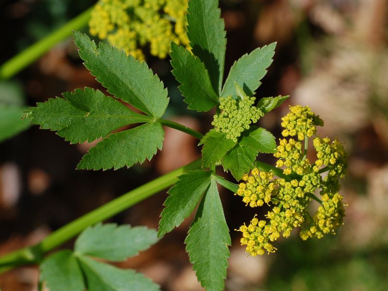 Golden Alexander (Zizia aurea) 2 Golden Alexander (Zizia aurea)