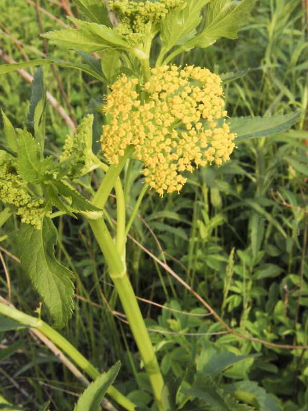 Golden Alexander (Zizia aurea) 3 Golden Alexander (Zizia aurea)