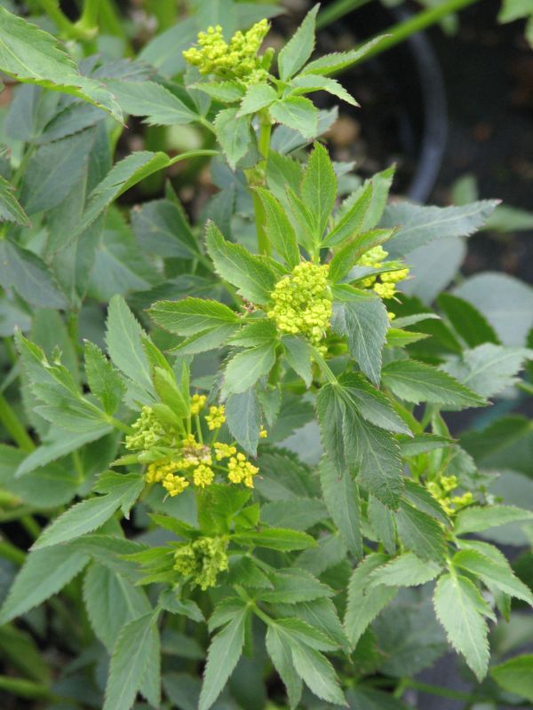 Golden Alexander (Zizia aurea) 4 Golden Alexander (Zizia aurea)