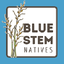 Red Spruce (Picea rubens) 6 Bluestemnatives.com