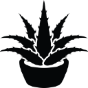 Cacti.com