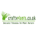 Tree Houseleek (Aeonium) 7 Craftyplants.co.uk