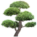 Nqtrees.com.au