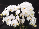 Orchidsbyhausermann.com