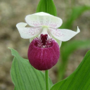 Phytesia-orchids.com