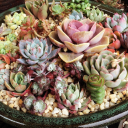 Tree Houseleek (Aeonium) 13 Rntsucculents.com