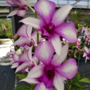 Sundanceorchids.com