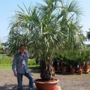 Thepalmtreecompany.com