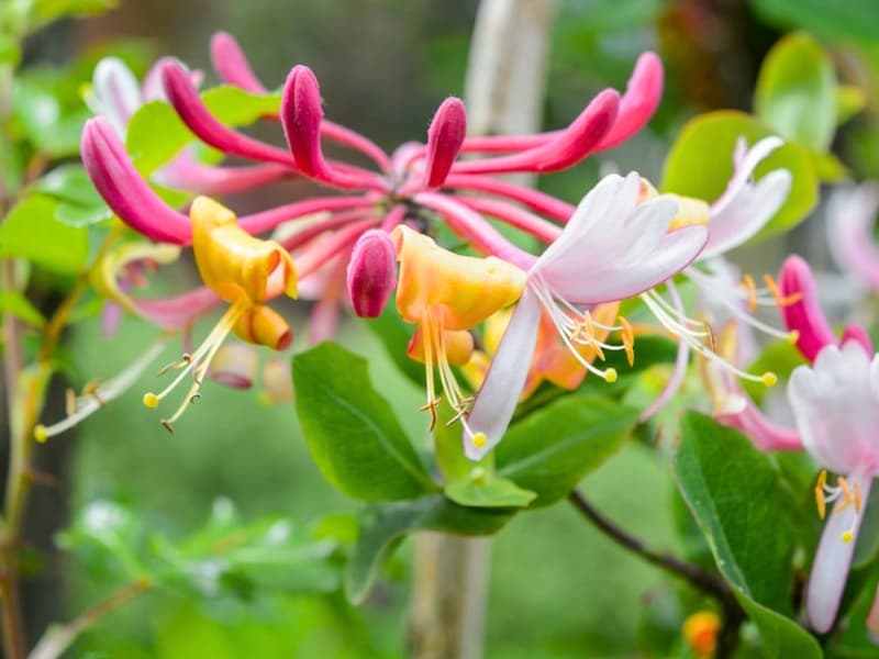 Common Honeysuckle (Lonicera periclymenum)