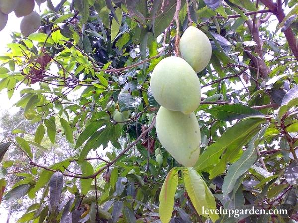Glenn Mango Tree (Mangifera indica 'Glenn')