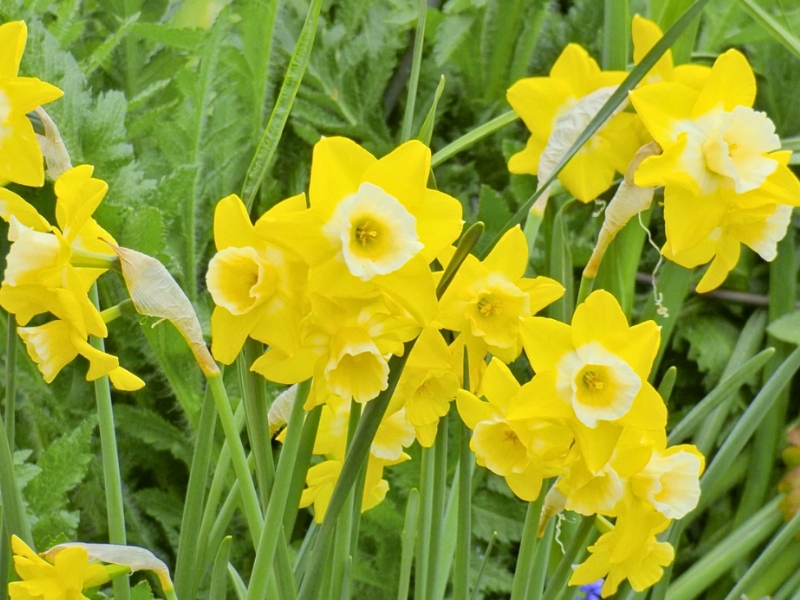 Jonquil (Narcissus jonquilla)