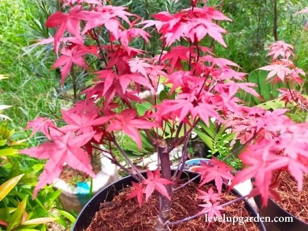 American Red Maple Tree (Acer rubrum 'Brandywine')