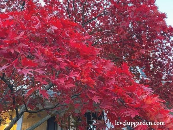 American Red Maple Tree (Acer rubrum 'Brandywine')