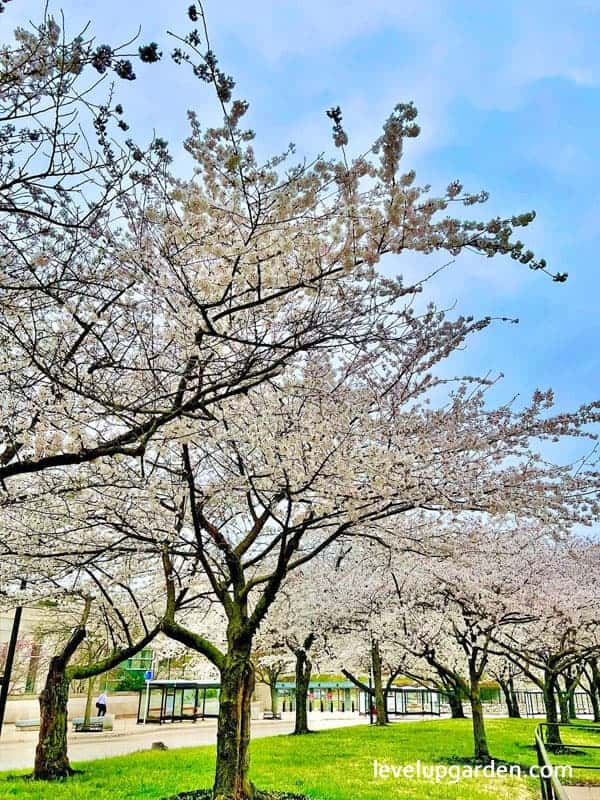 White Dogwood (Cornus florida) Information