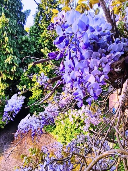 Wisteria Tree (Wisteria sinensis)