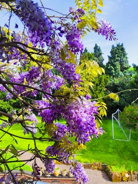 Wisteria Tree (Wisteria sinensis)