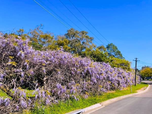 Wisteria Tree (Wisteria sinensis)